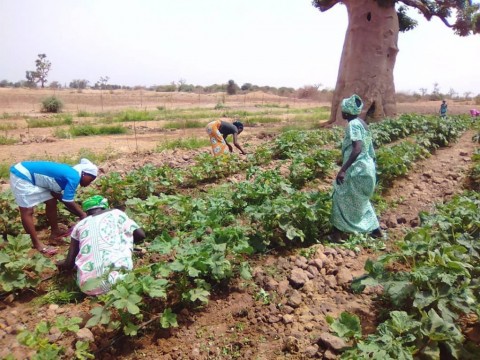 Diante Bou Bess et Fundación Diagrama développent au Sénégal un programme d’enseignement agricole pour les femmes paysannes. 2018